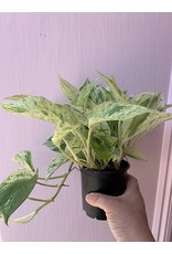 Plant Shop at Junebug Marble Queen Pothos 4"