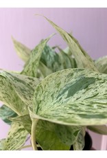 Plant Shop at Junebug Marble Queen Pothos 4"