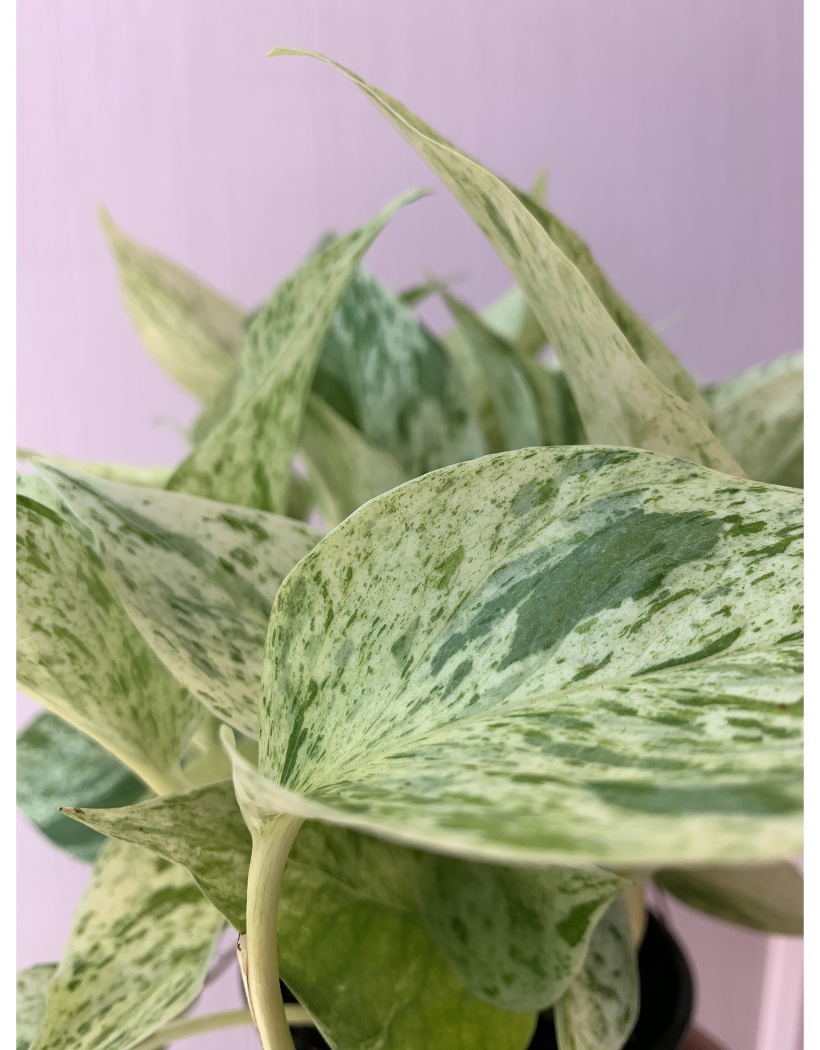 Plant Shop at Junebug Marble Queen Pothos 4"