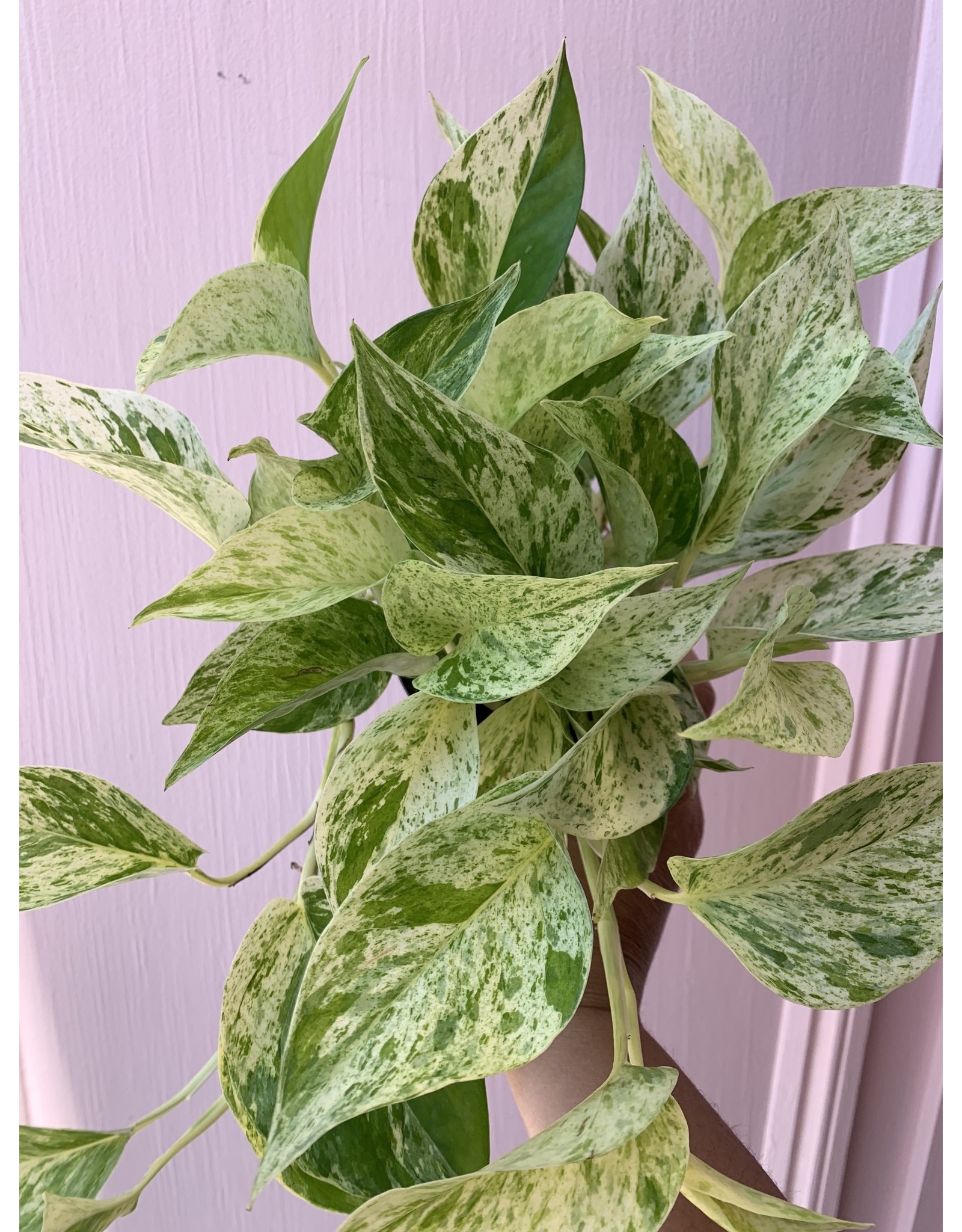 Plant Shop at Junebug Marble Queen Pothos 4"