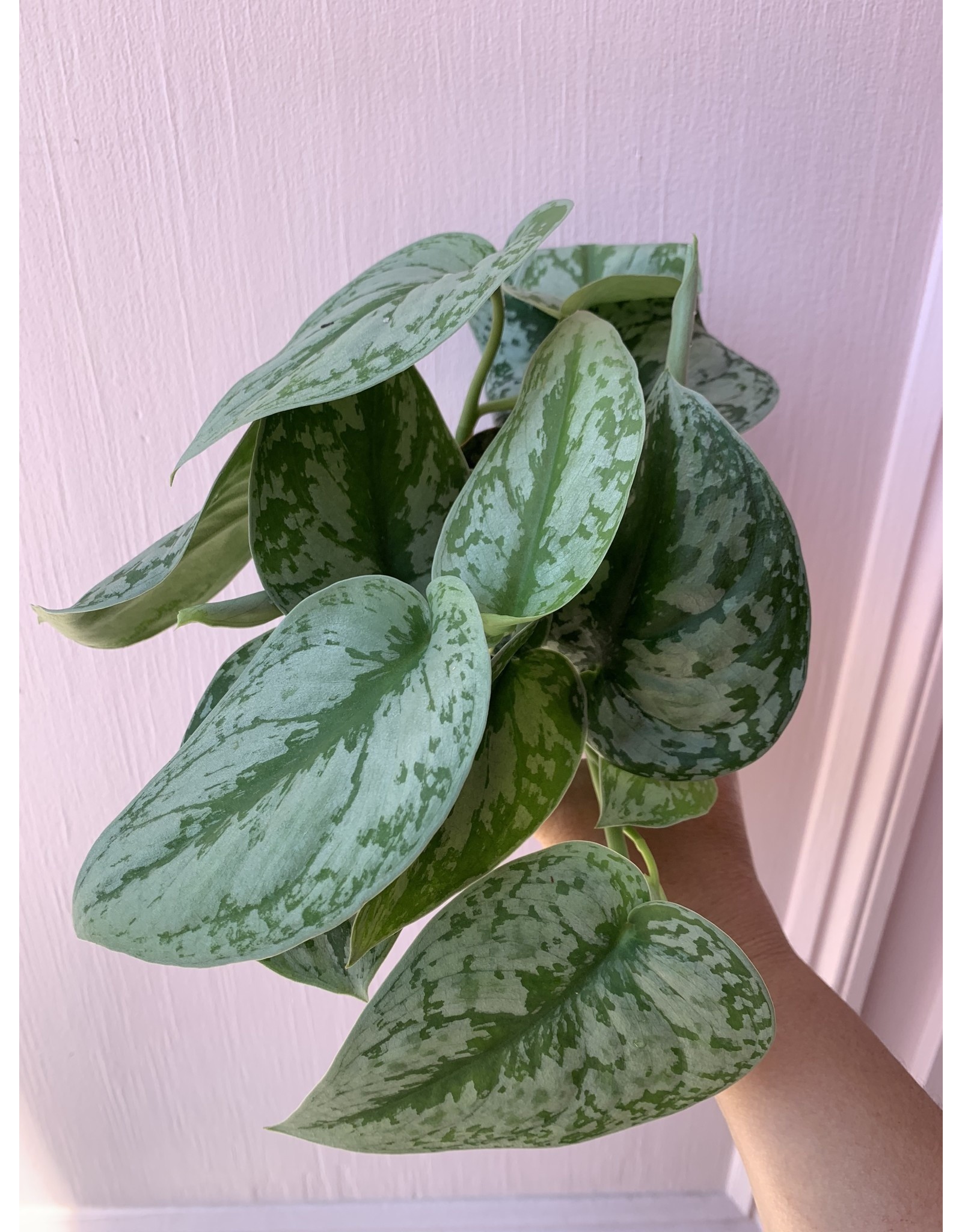 Plant Shop at Junebug Silver Pothos 4"