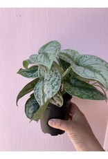 Plant Shop at Junebug Silver Pothos 4"