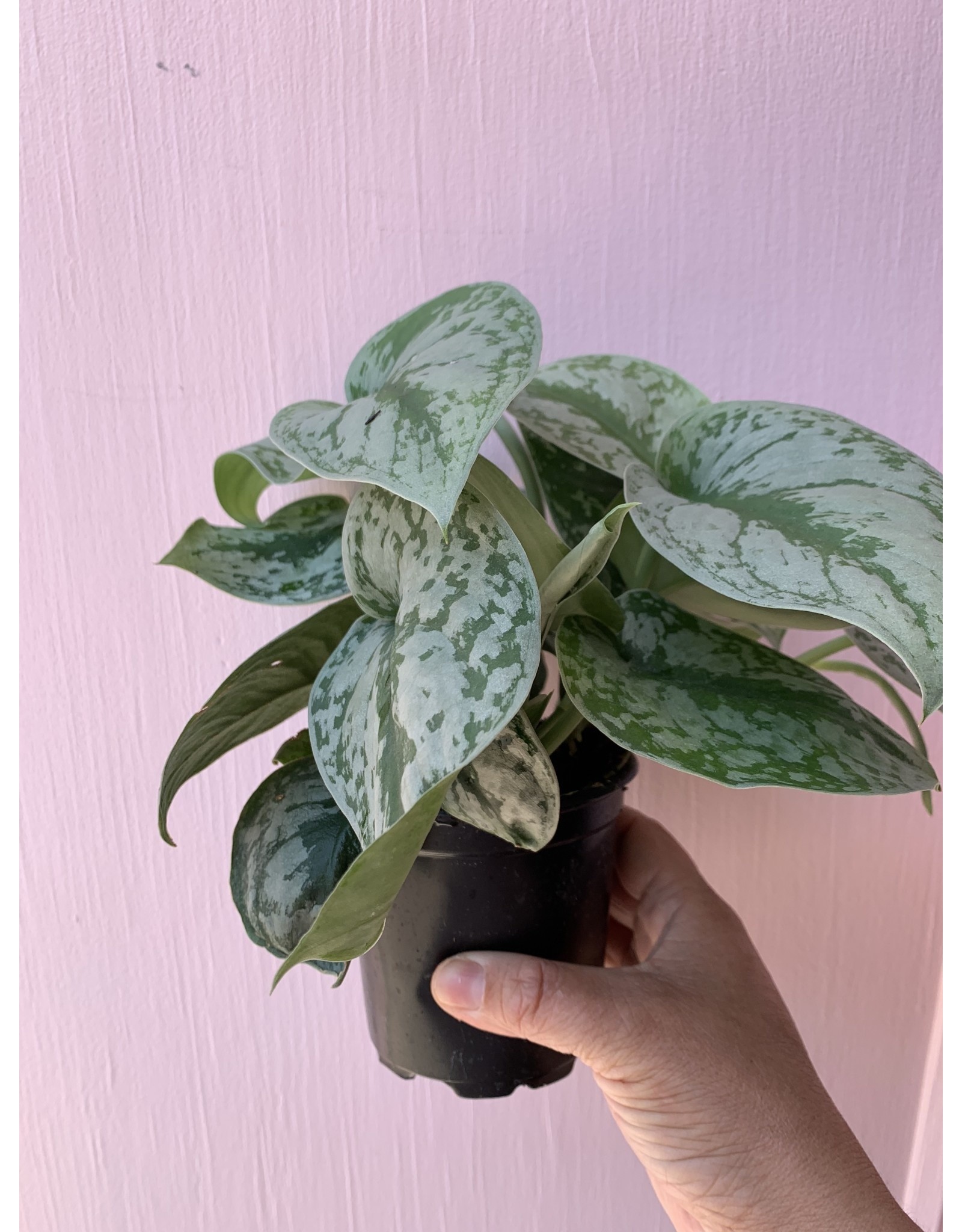 Plant Shop at Junebug Silver Pothos 4"