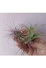 Plant Shop at Junebug Airplant Small - Assorted