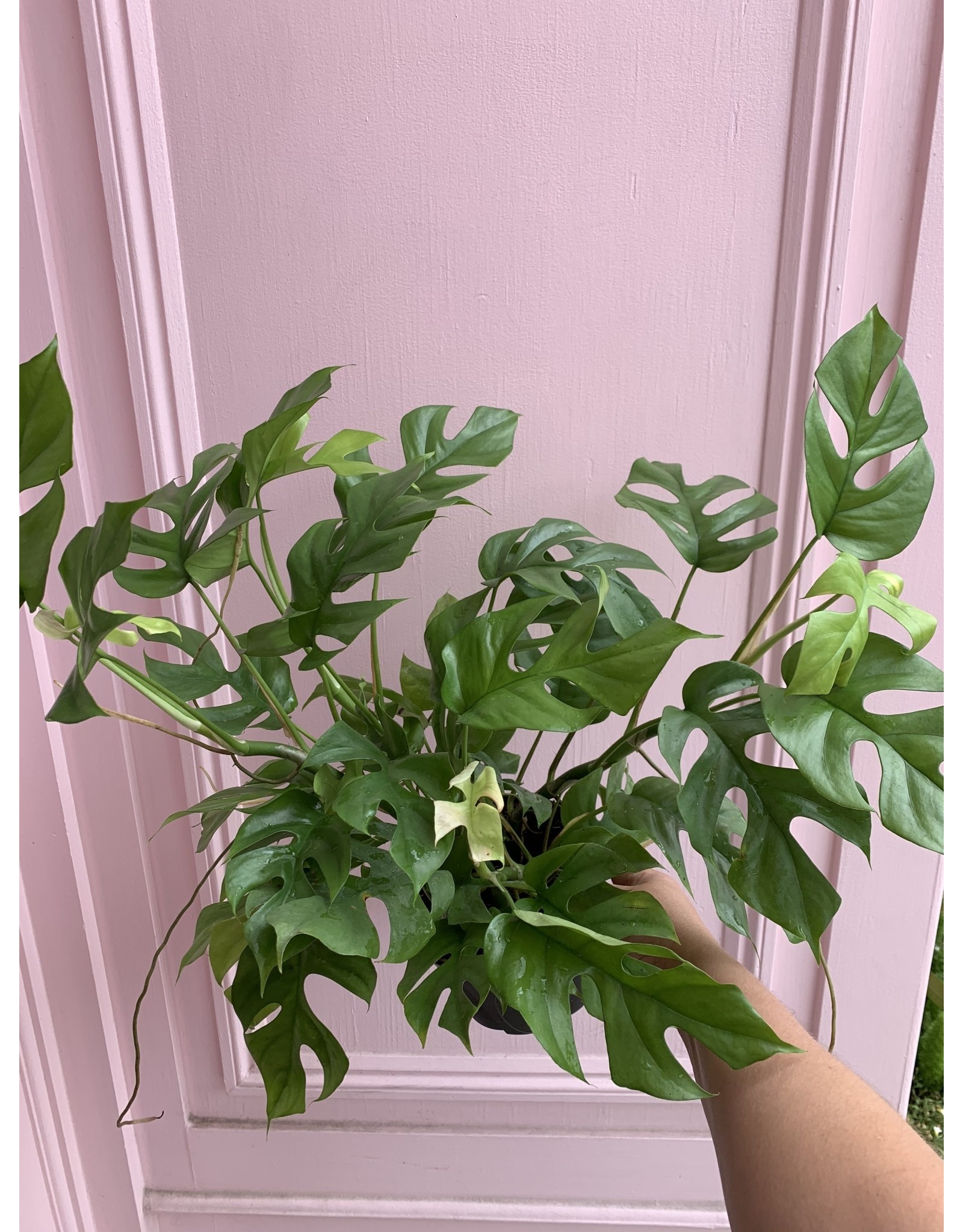 Plant Shop at Junebug Philodendron Minima 6"
