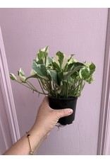 Plant Shop at Junebug Pearl & Jade Pothos 4"