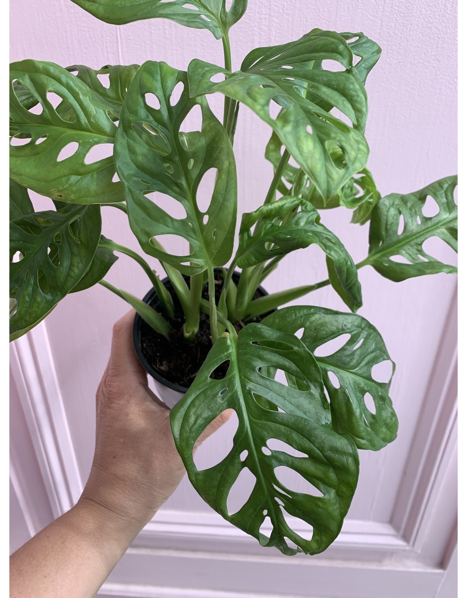Plant Shop at Junebug Swiss Cheese Philodendron 4"