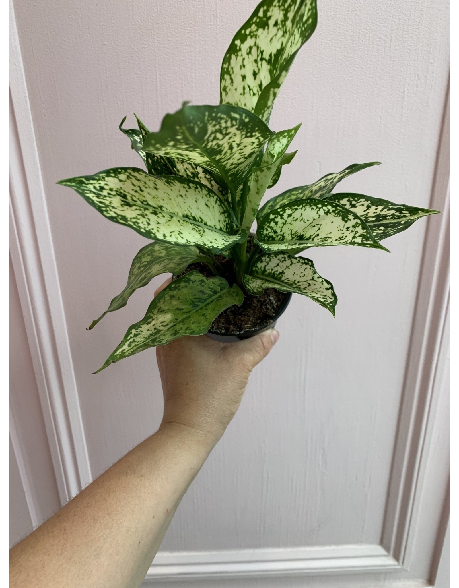 Plant Shop at Junebug Aglaonema Wintery Winehouse 4"