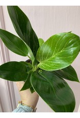 Plant Shop at Junebug Philodendron Birkin 4"
