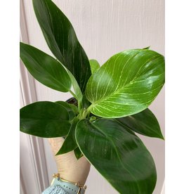 Plant Shop at Junebug Philodendron Birkin 4"
