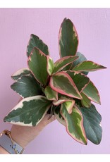 Plant Shop at Junebug Rainbow Peperomia 4"