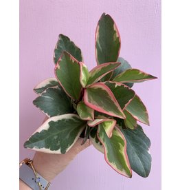 Plant Shop at Junebug Rainbow Peperomia 4"