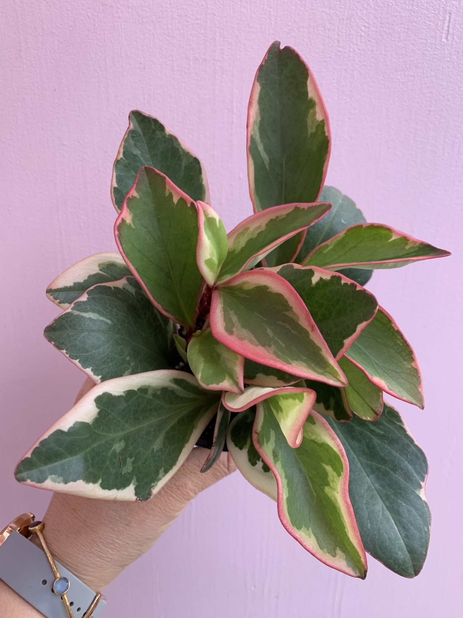 Rainbow Peperomia 4" Junebug