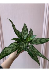 Plant Shop at Junebug Aglaonema 4"