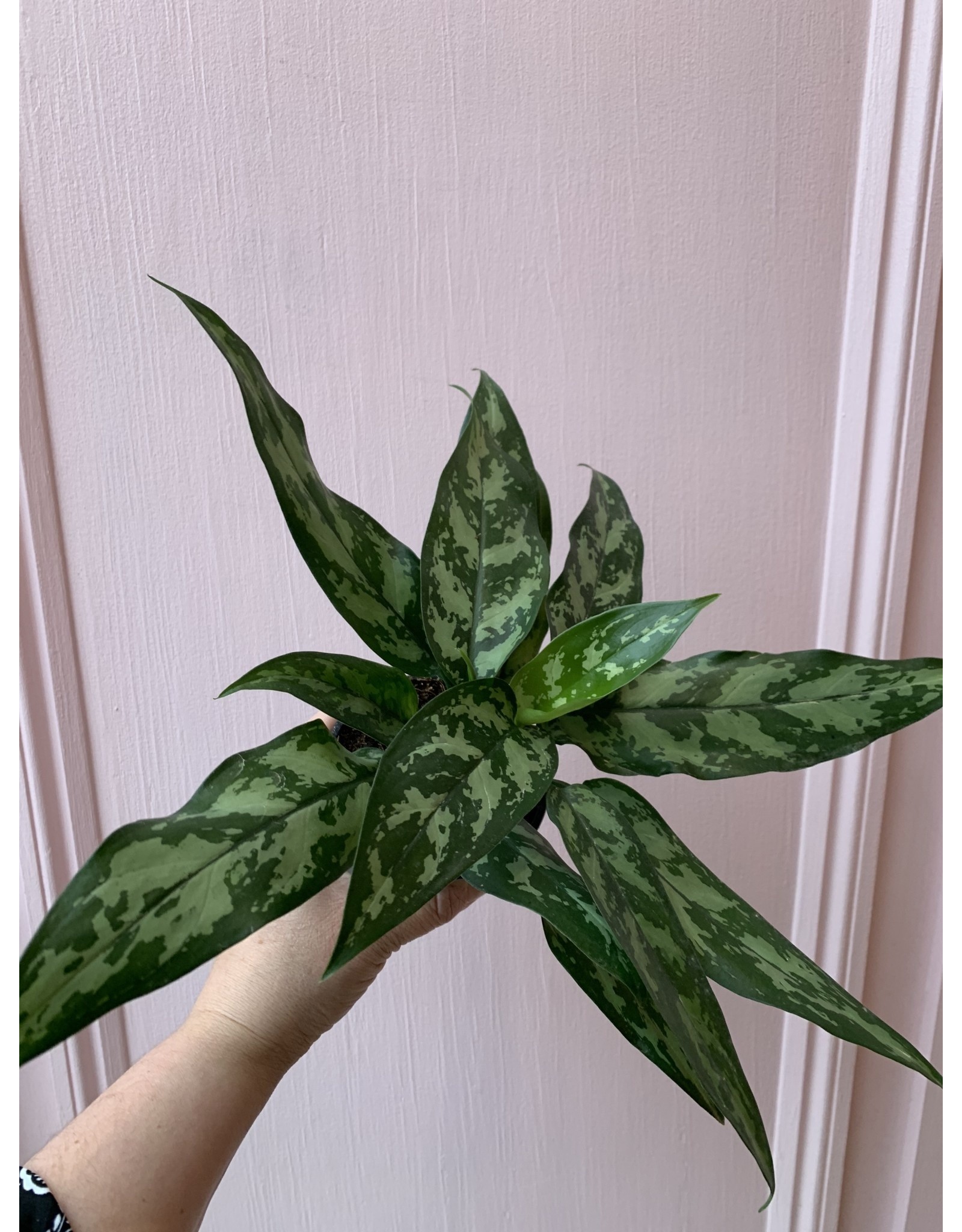 Plant Shop at Junebug Aglaonema 4"