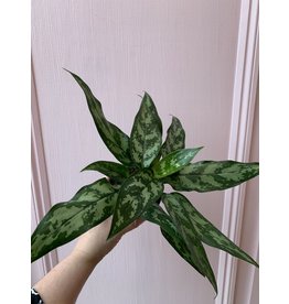 Plant Shop at Junebug Aglaonema 4"