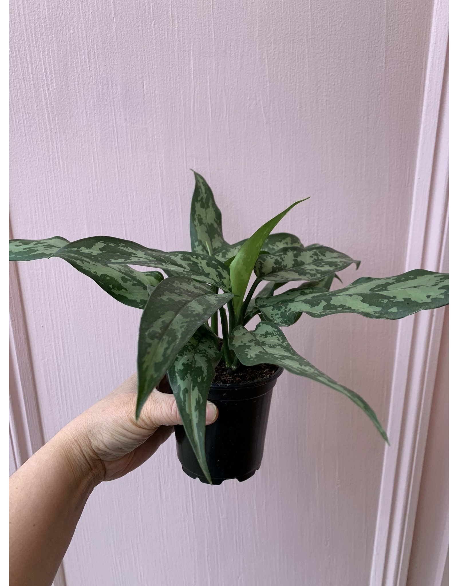 Plant Shop at Junebug Aglaonema 4"