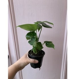 Plant Shop at Junebug Split Leaf Philodendron 4"