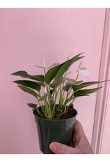 Plant Shop at Junebug White Anthurium 4"