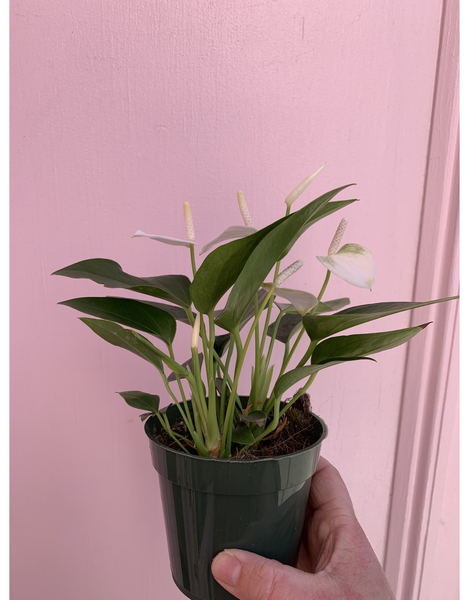 Plant Shop at Junebug White Anthurium 4"