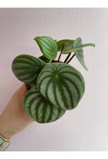 Plant Shop at Junebug Watermelon Peperomia 4"