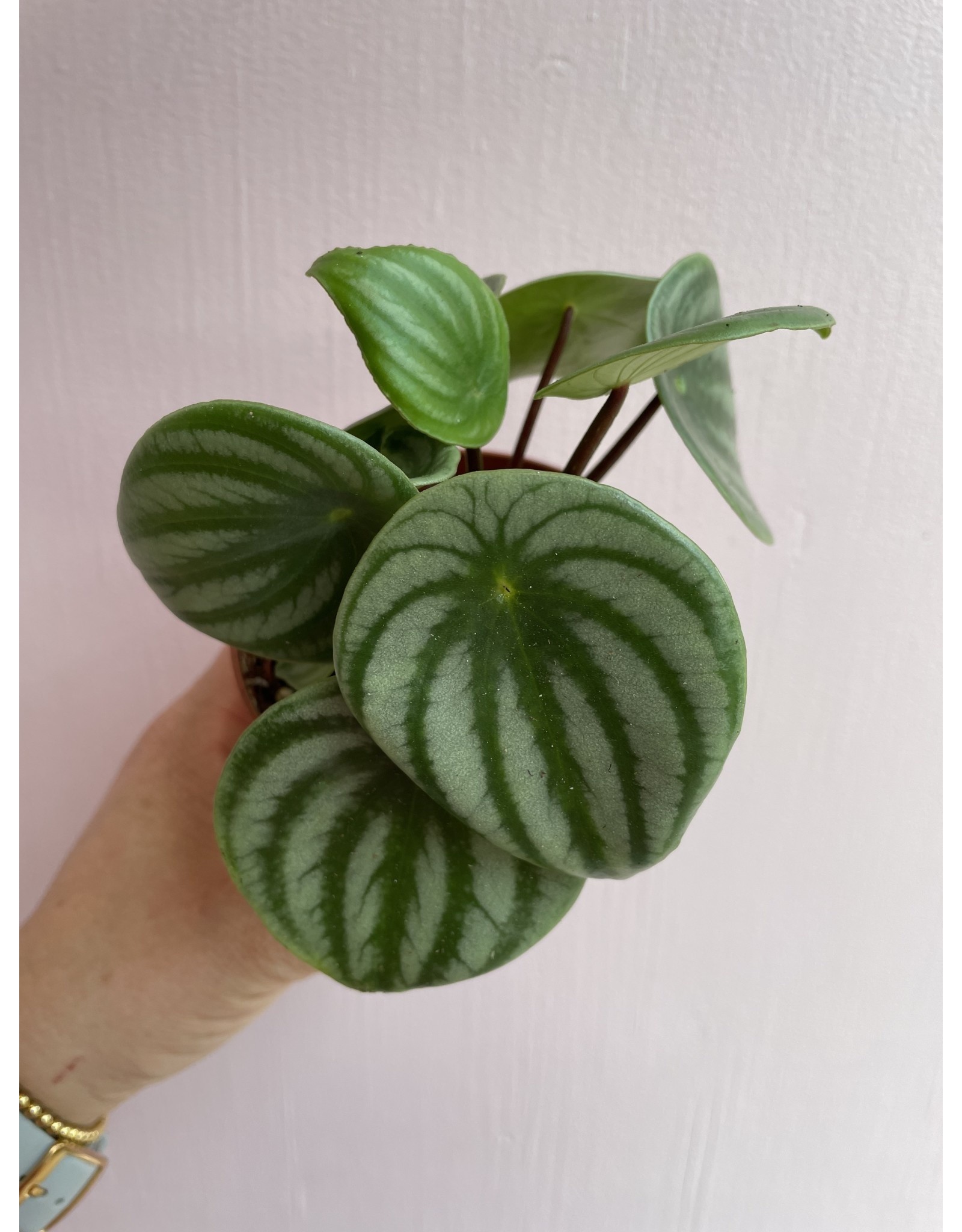 Plant Shop at Junebug Watermelon Peperomia 4"