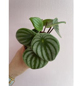 Plant Shop at Junebug Watermelon Peperomia 4"