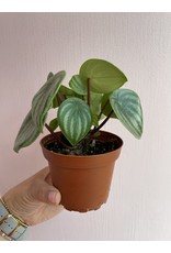 Plant Shop at Junebug Watermelon Peperomia 4"