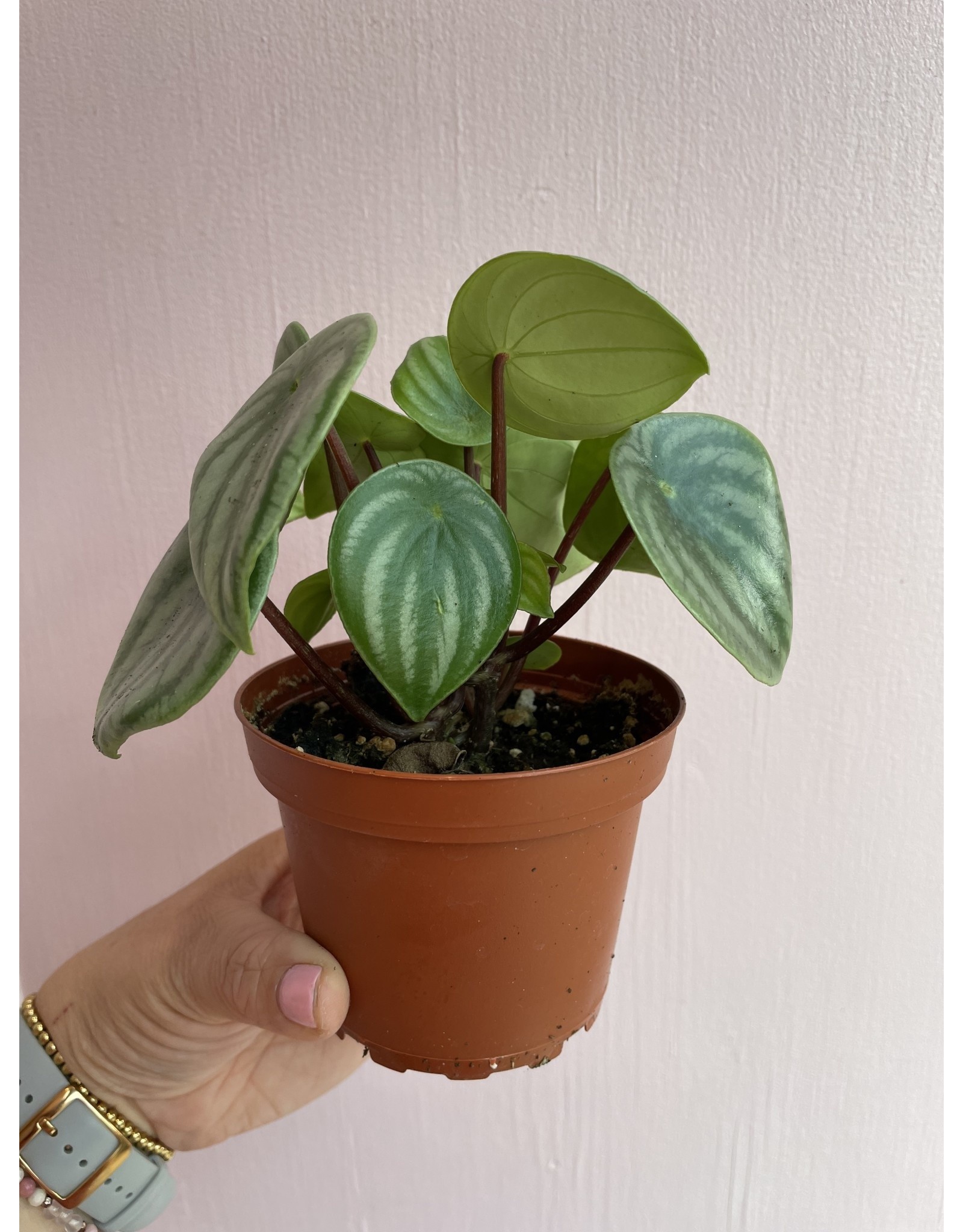 Plant Shop at Junebug Watermelon Peperomia 4"