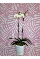 Plant Shop at Junebug Double Stem Orchid in White Pot