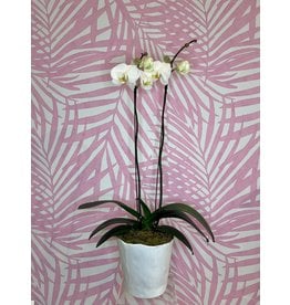 Plant Shop at Junebug Double Stem Orchid in White Pot