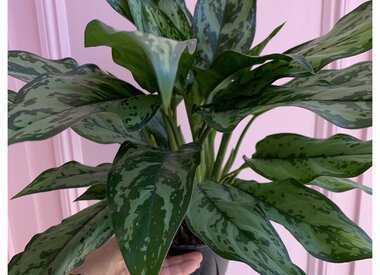 House Plants