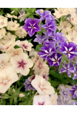 Junebug July 17th Bring-Your-Own-Vase Floral Workshop