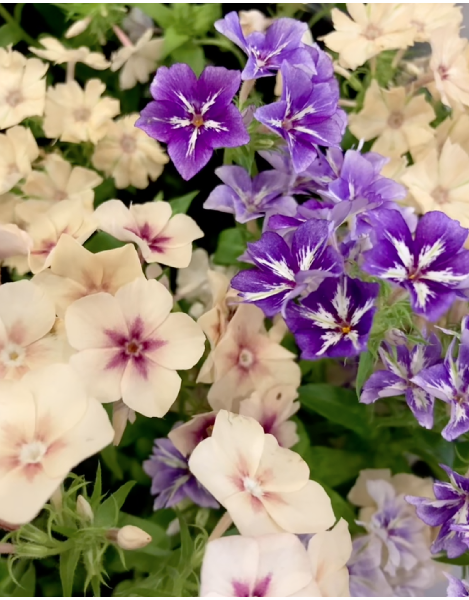 Junebug July 17th Bring-Your-Own-Vase Floral Workshop
