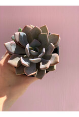 Plant Shop at Junebug Succulent 4" Assorted