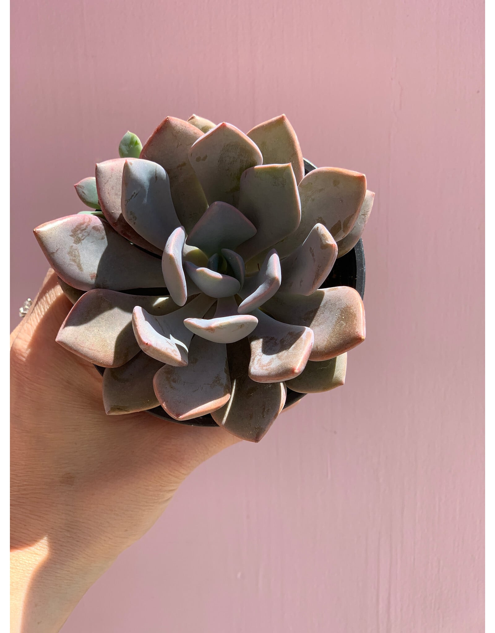 Plant Shop at Junebug Succulent 4" Assorted