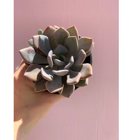 Plant Shop at Junebug Succulent 4" Assorted