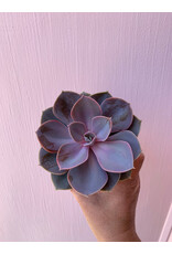 Plant Shop at Junebug Succulent 4" Assorted