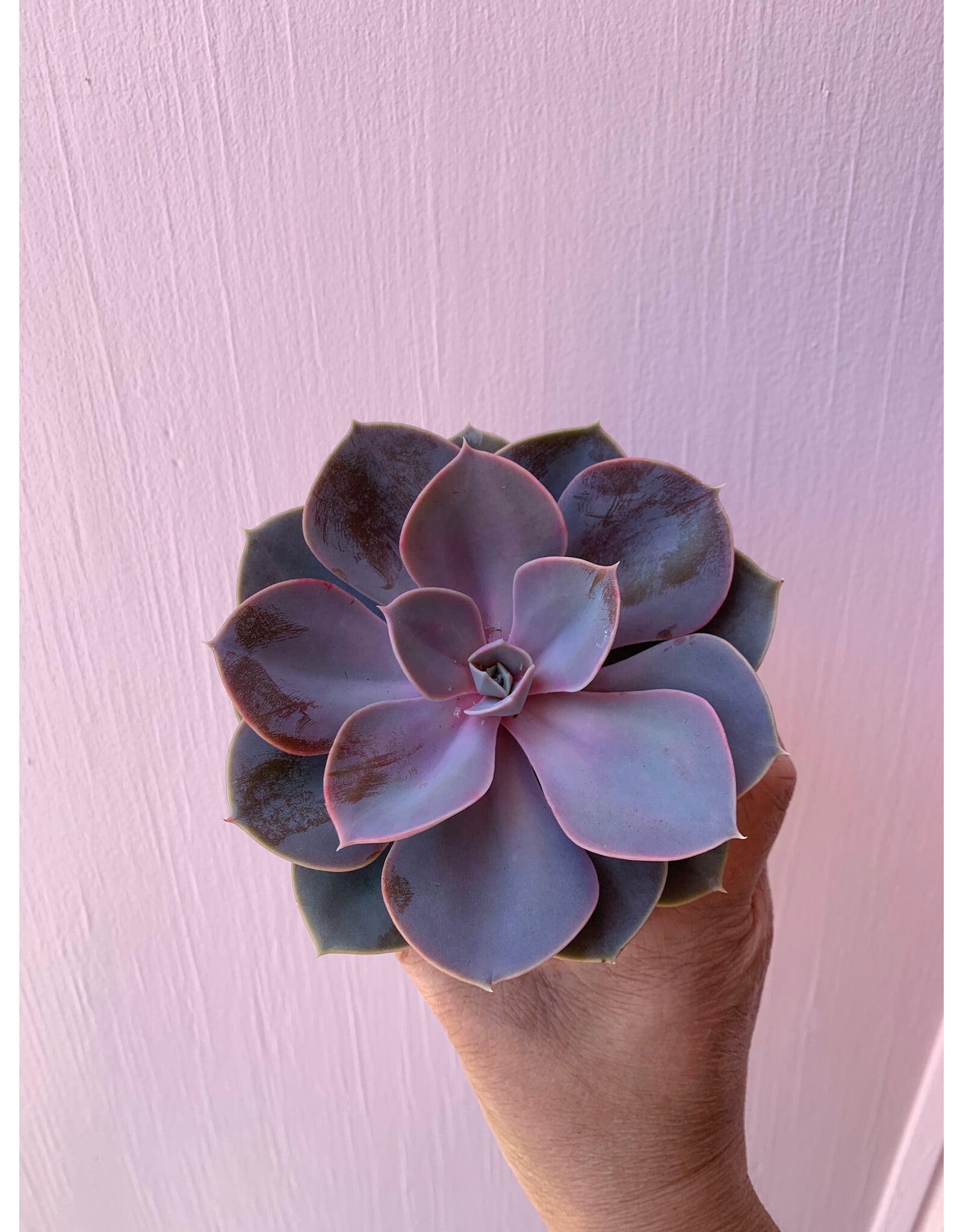 Plant Shop at Junebug Succulent 4" Assorted