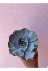 Plant Shop at Junebug Succulent 4" Assorted