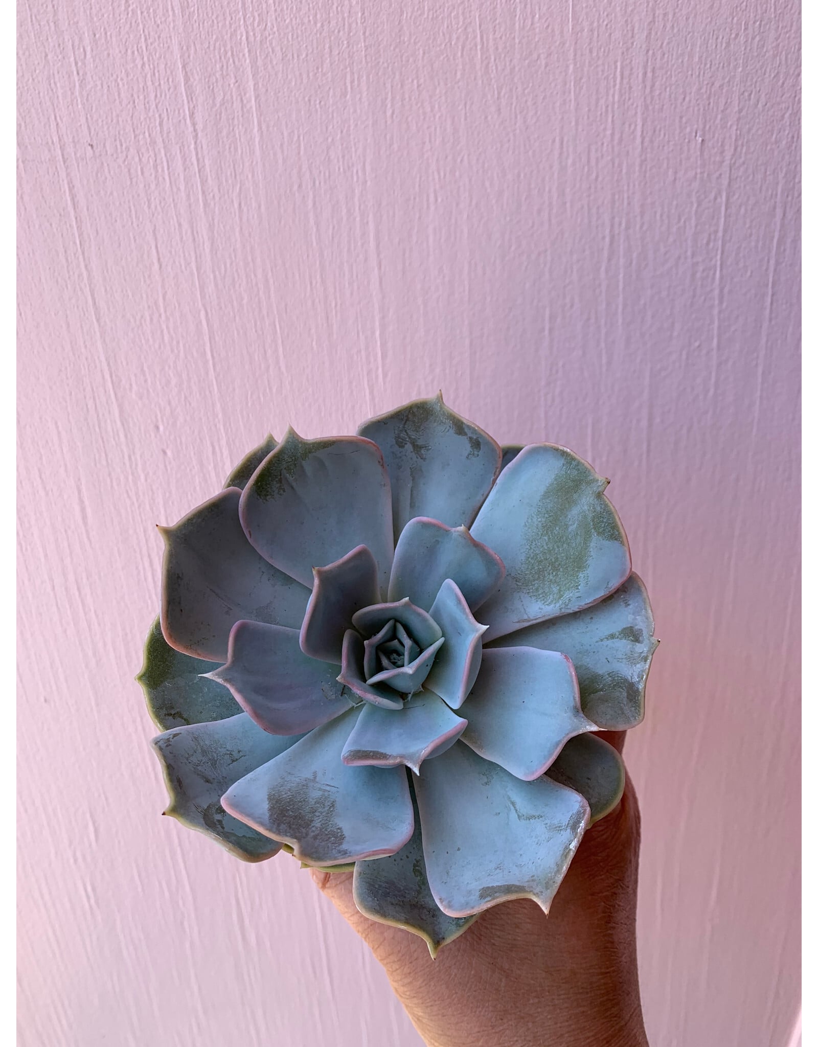 Plant Shop at Junebug Succulent 4" Assorted