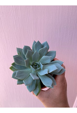 Plant Shop at Junebug Succulent 4" Assorted