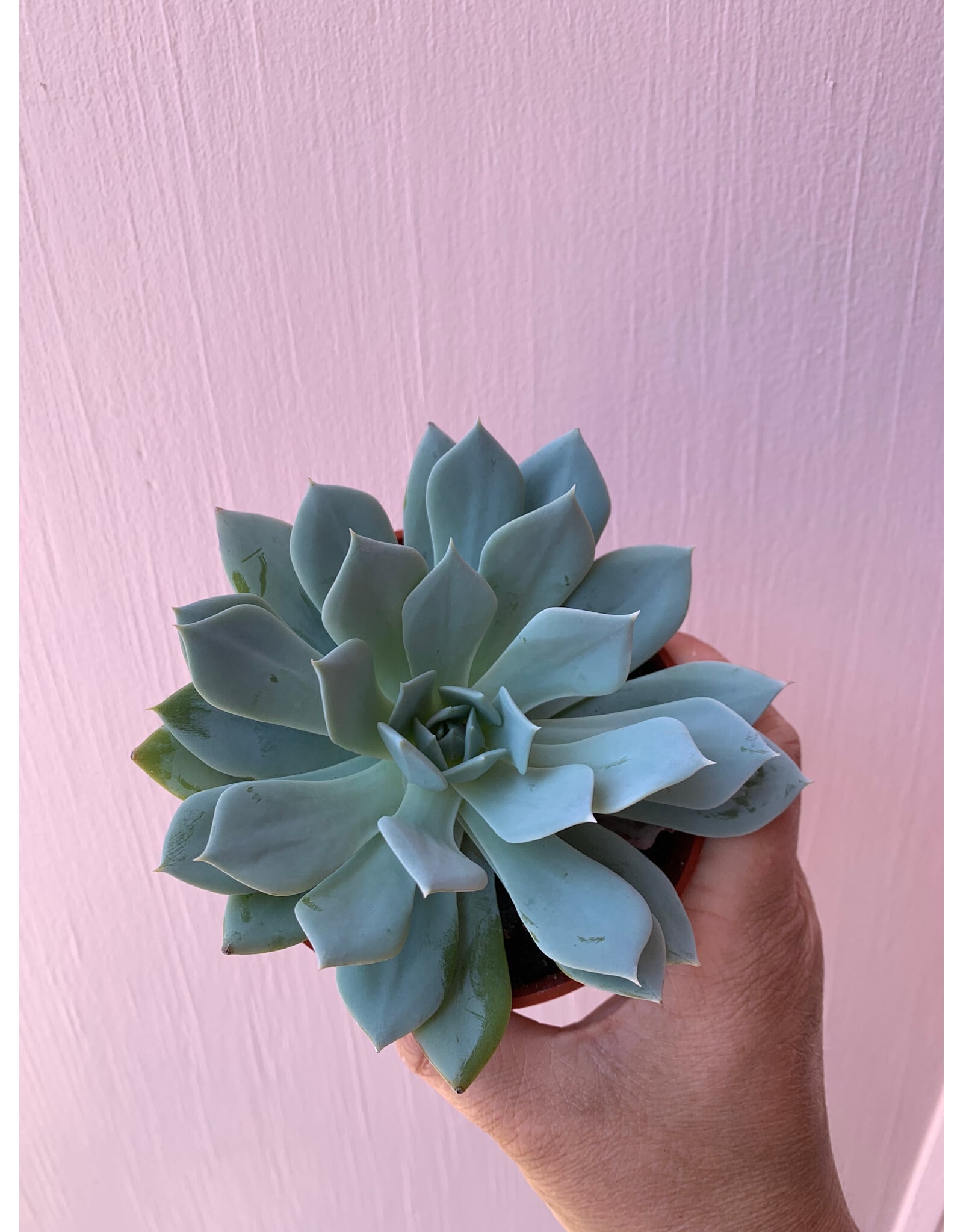 Plant Shop at Junebug Succulent 4" Assorted