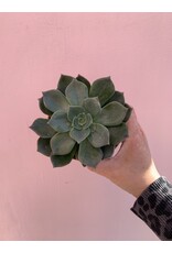 Plant Shop at Junebug Succulent 4" Assorted
