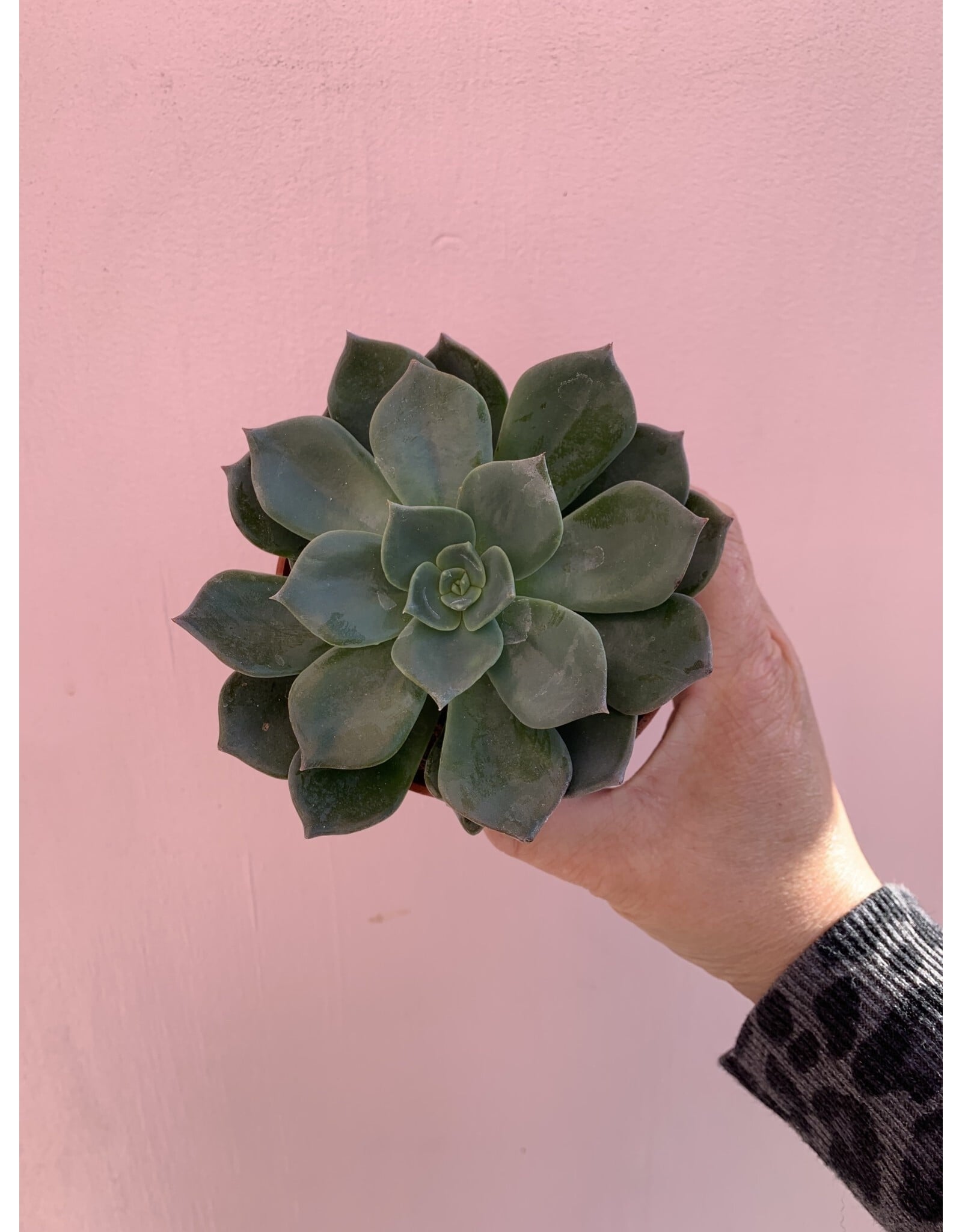Plant Shop at Junebug Succulent 4" Assorted
