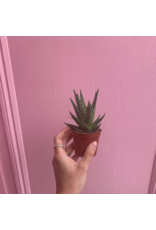Plant Shop at Junebug Haworthia 2.5"