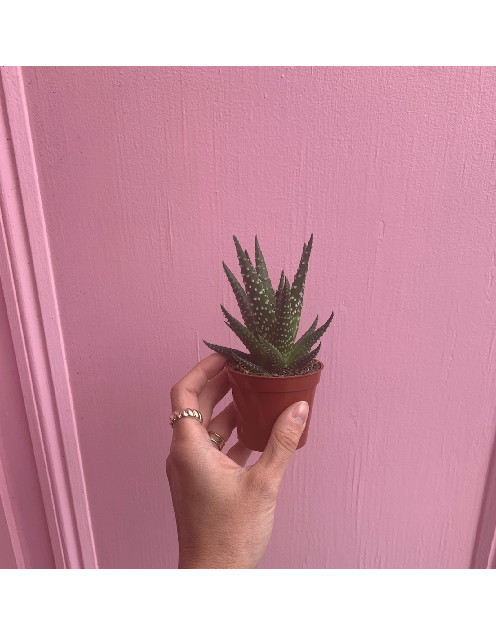 Plant Shop at Junebug Haworthia 2.5"