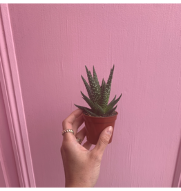 Plant Shop at Junebug Haworthia 2.5"