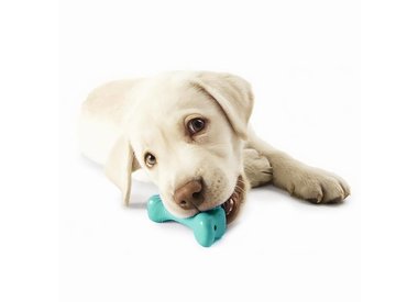 Puppy Teething Toys