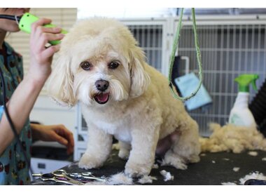 GROOMING